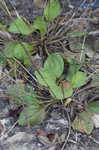 Broadleaf plantain